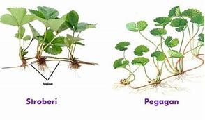 Contoh Tumbuhan Yang Berkembang Biak Dengan Cara Stolon